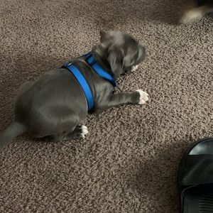 Meet your Posher, Ben